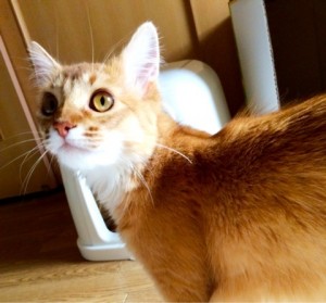 o0480044713300288342